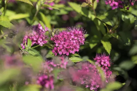 Spiraea jap. 'Anthony Waterer' - 10 Ltr pot - image 5