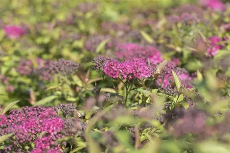 Spiraea jap. 'Anthony Waterer' - 50-60 CM C7.5 - image 4
