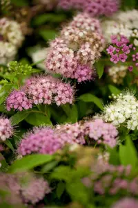 Spiraea jap. 'Genpei' - 30-40 CM C5 - image 2
