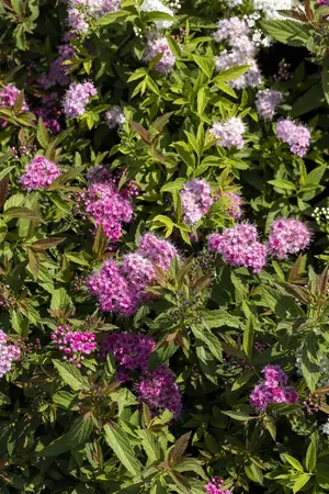 Spiraea jap. 'Genpei' - 30-40 CM C5 - image 3