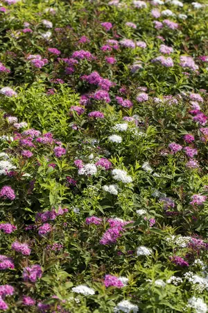 Spiraea jap. 'Genpei' - 30-40 CM C5 - image 4