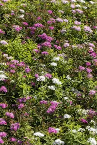 Spiraea jap. 'Genpei' - P11 - image 4