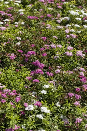 Spiraea jap. 'Genpei' - P11 - image 5