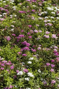 Spiraea jap. 'Genpei' - P11 - image 5