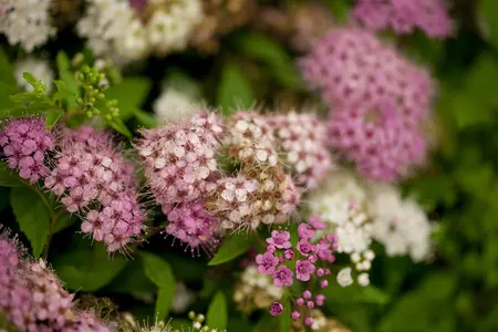 Spiraea jap. 'Genpei' - P13 - image 1