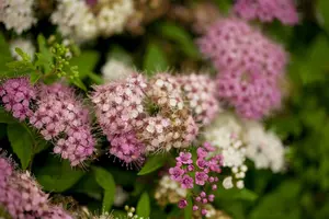 Spiraea jap. 'Genpei' - 30-40 CM C5 - image 1