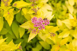 Spiraea jap. 'Golden Princess' - C3.5 - image 5