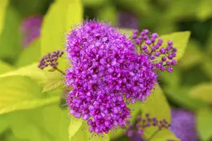Spiraea jap. 'Golden Princess' - LINERS 18 CEL TRAY P9 SIZE - image 2