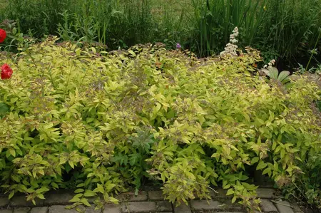 Spiraea jap. 'Golden Princess' - C3.5 - image 4