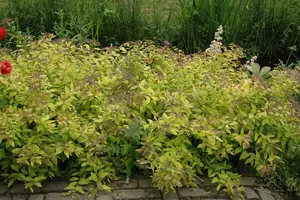 Spiraea jap. 'Golden Princess' - C3.5 - image 4