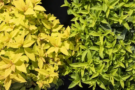 Spiraea jap. 'Goldflame' - 30-40 CM C1.5 - image 2
