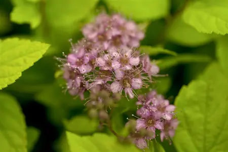 Spiraea jap. 'Goldflame' - 40-50 CM C7.5 - image 1