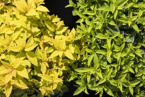 Spiraea jap. 'Goldflame' - 40-50 CM C7.5 - image 2