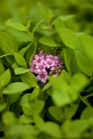 Spiraea jap. 'Little Princess' - 10 Ltr pot - image 3
