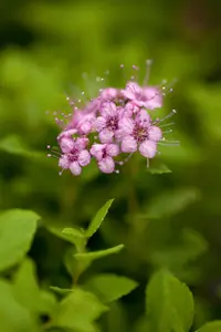 Spiraea jap. 'Little Princess' - 15-20 CM C1.5 - image 4