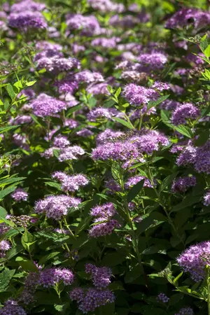 Spiraea jap. 'Little Princess' - 30-40 CM C7.5 - image 1