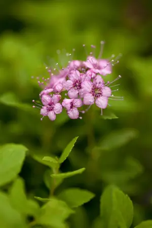 Spiraea jap. 'Little Princess' - 30-40 CM C7.5 - image 4