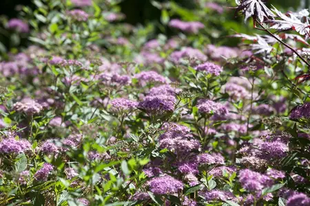 Spiraea jap. 'Little Princess' - 10 Ltr pot - image 2