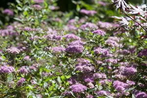 Spiraea jap. 'Little Princess' - 10 Ltr pot - image 2