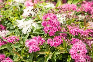 Spiraea jap. 'Little Princess' - 10 Ltr pot - image 5