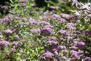 Spiraea jap. 'Little Princess' - LINERS 28 CEL TRAY P8 SIZE - image 2