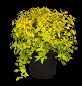 Spiraea jap. 'Sparkling Carpet'? - P9 - image 3