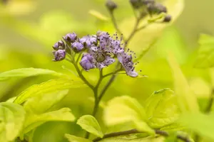 Spiraea jap. 'Sparkling Carpet'?