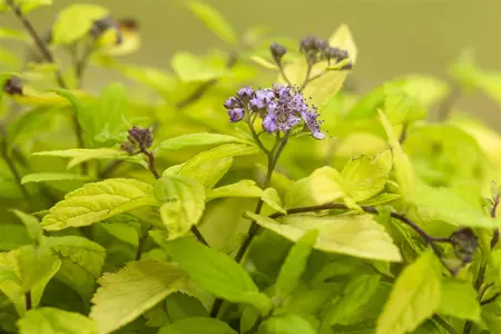 Spiraea jap. 'Sparkling Carpet'? - P9 - image 2