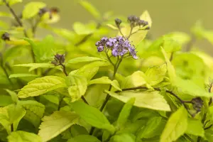 Spiraea jap. 'Sparkling Carpet'? - P9 - image 2