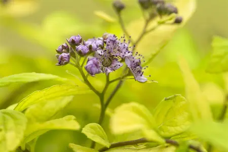 Spiraea jap. 'Sparkling Champagne'? - 25-30 CM C3 - image 1