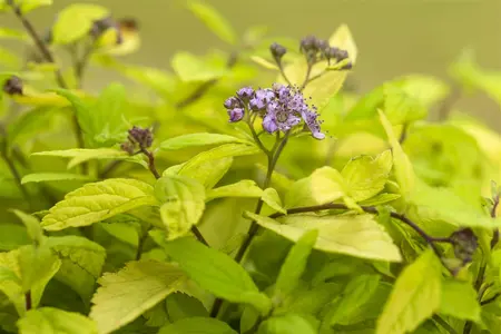 Spiraea jap. 'Sparkling Champagne'? - 25-30 CM C3 - image 2