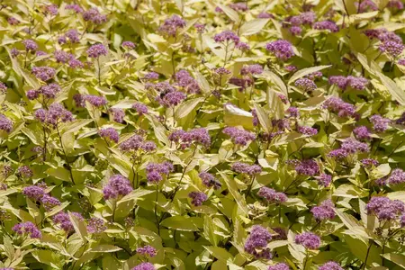 Spiraea japonica - 2 Ltr pot - image 3