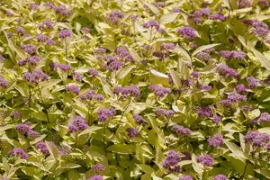 Spiraea japonica - 2 Ltr pot - image 3