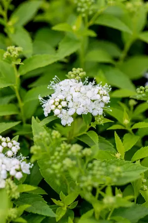 Spiraea japonica 'Albiflora' - LINERS 18 CEL TRAY P9 SIZE - image 5