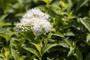 Spiraea japonica 'Albiflora' - LINERS 18 CEL TRAY P9 SIZE - image 5