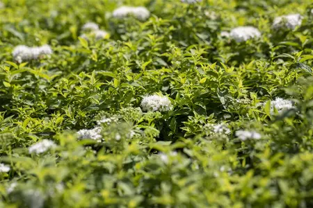 Spiraea japonica 'Albiflora' - LINERS 18 CEL TRAY P9 SIZE - image 2