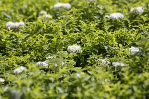 Spiraea japonica 'Albiflora' - LINERS 18 CEL TRAY P9 SIZE - image 2