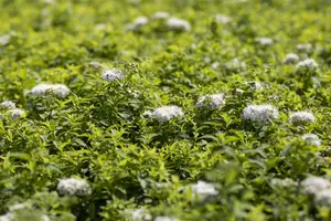 Spiraea japonica 'Albiflora' - LINERS 18 CEL TRAY P9 SIZE - image 3