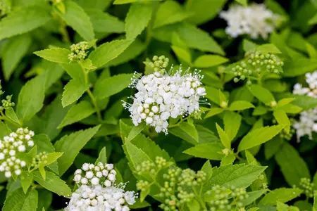 Spiraea japonica 'Albiflora' - LINERS 18 CEL TRAY P9 SIZE - image 4
