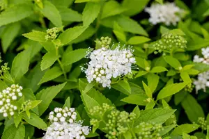 Spiraea japonica 'Albiflora' - LINERS 18 CEL TRAY P9 SIZE - image 4