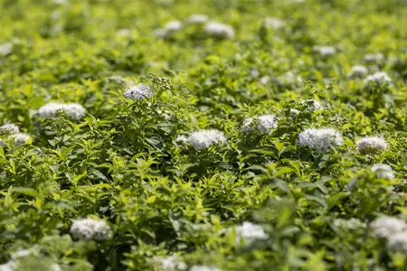 Spiraea japonica 'Albiflora' - 15-20 CM C1.5 - image 3