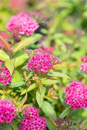 Spiraea japonica 'Dart's Red' - 2 Ltr pot - image 3