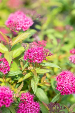 Spiraea japonica 'Dart's Red' - P9 - image 3