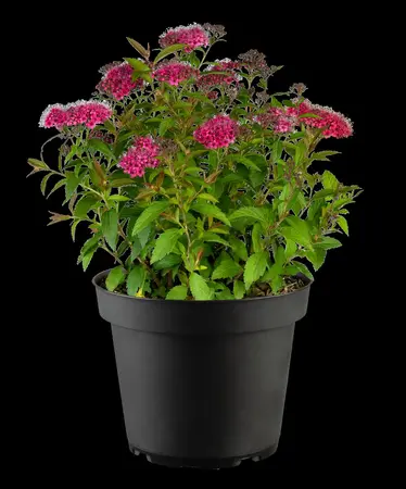 Spiraea japonica 'Dart's Red' - 2 Ltr pot - image 4