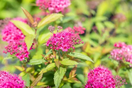 Spiraea japonica 'Dart's Red' - 25-30 CM C2 - image 2