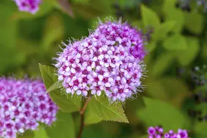Spiraea japonica 'Froebelii' - P9