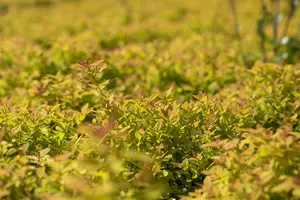 Spiraea japonica 'Magic Carpet' - 30-40 CM C3 - image 2