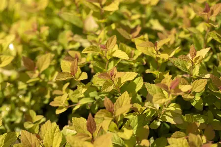 Spiraea japonica 'Magic Carpet' - 30-40 CM C3 - image 3