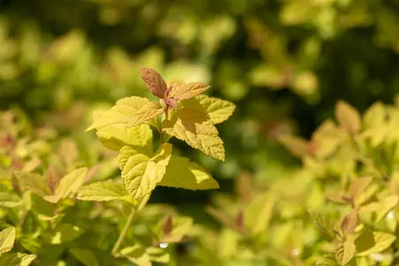 Spiraea japonica 'Magic Carpet' - 30-40 CM C3 - image 4