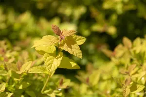 Spiraea japonica 'Magic Carpet' - 30-40 CM C3 - image 4